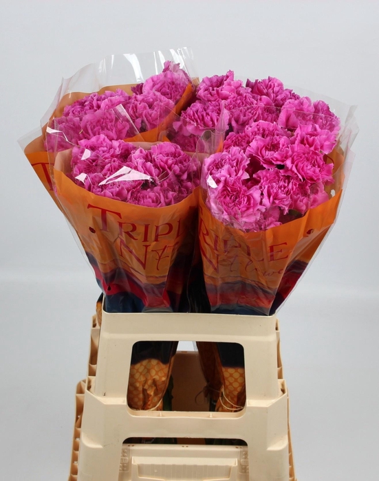 <h4>DI ST FARIDA</h4>