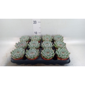 Echeveria   ...