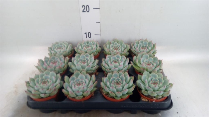 <h4>Echeveria   ...</h4>
