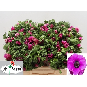 ANEM CO GALIL PURPER