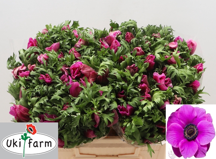 <h4>ANEM CO GALIL PURPER</h4>