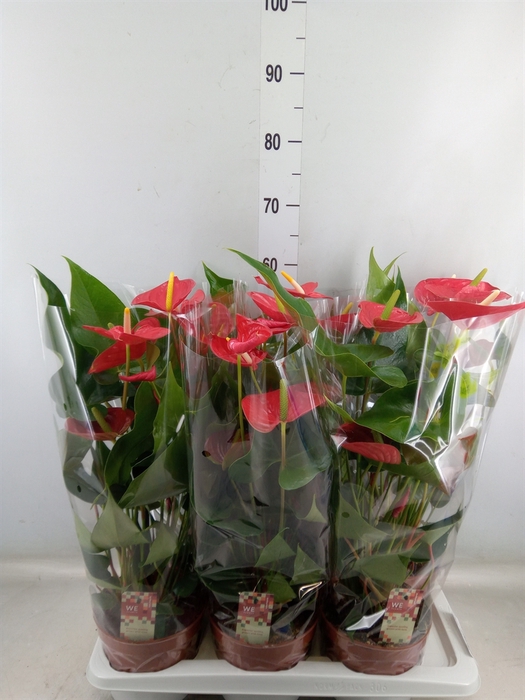 <h4>Anthurium andr. 'Kentucky'</h4>