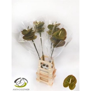 Anthurium (Andreanum Grp) Olivius