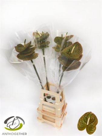 <h4>Anthurium (Andreanum Grp) Olivius</h4>