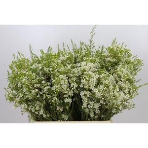 Chamelaucium Ofir
