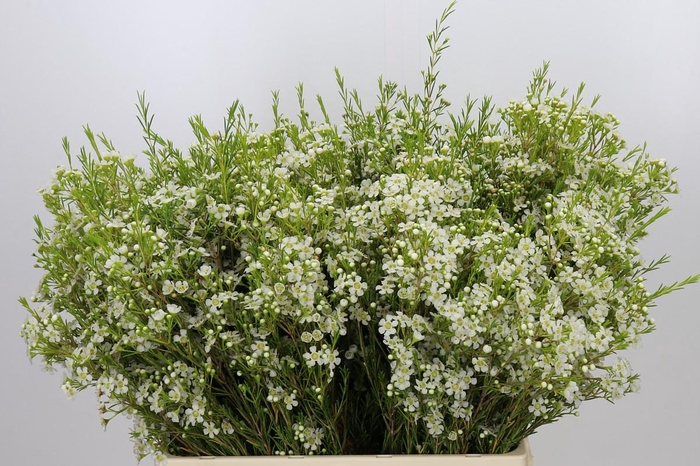 <h4>Chamelaucium Ofir</h4>