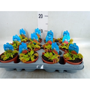 Dionaea muscipula
