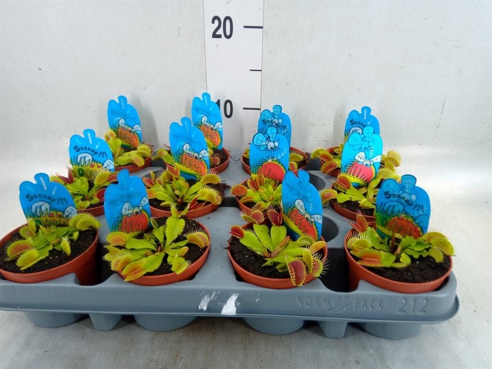 <h4>Dionaea muscipula</h4>