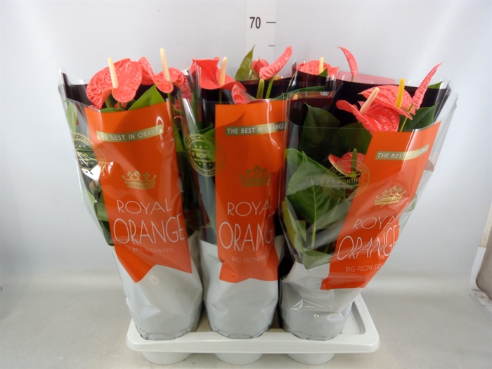 <h4>Anthurium andr. 'Madural Orange'</h4>