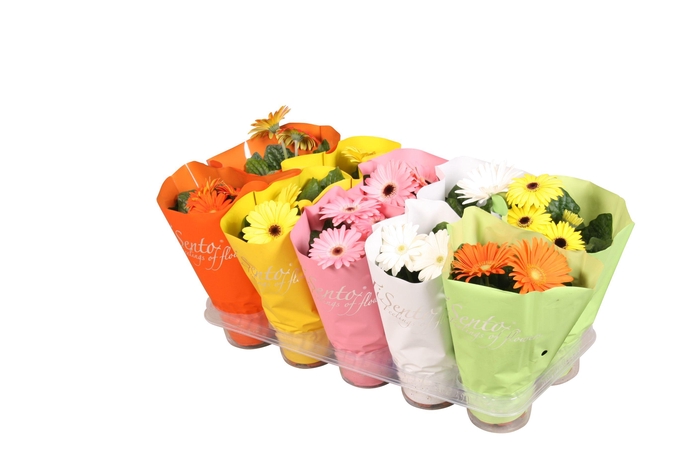 <h4>tisento gerbera mix 12cm Pasen</h4>