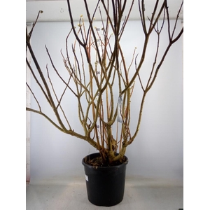 Edgeworthia chrys. 'Grandiflora'