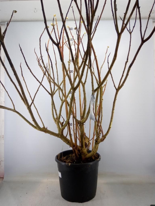 <h4>Edgeworthia chrys. 'Grandiflora'</h4>