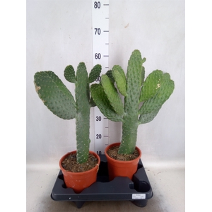 Opuntia