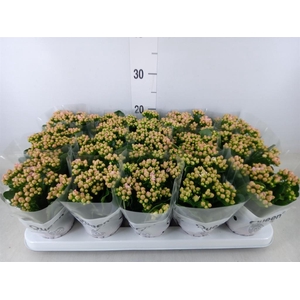 Kalanchoe  'MoreFlow Lillian'
