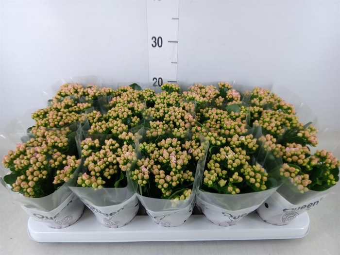 <h4>Kalanchoe 'MoreFlow Lillian'</h4>