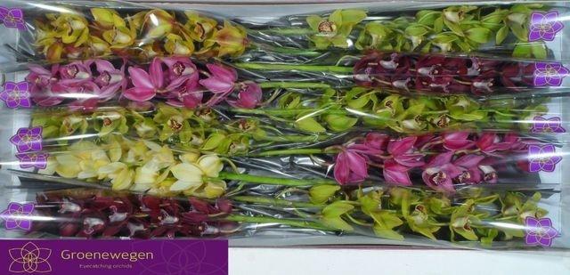 <h4>CYMB MI GEM 60 CM</h4>