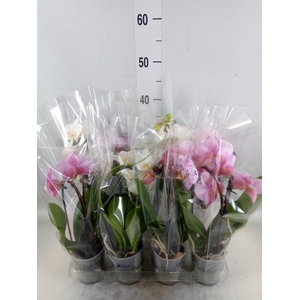 Phalaenopsis  'Elegant Cascade'