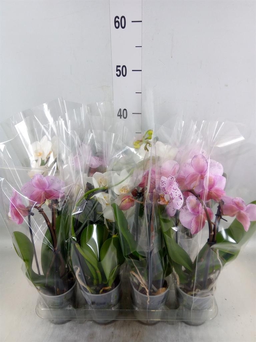 <h4>Phalaenopsis  'Elegant Cascade'</h4>