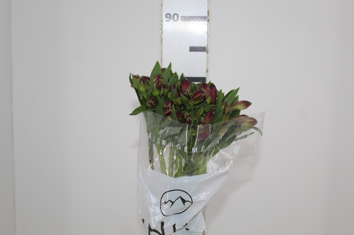 <h4>ALSTROEMERIA NAPOLI 080 CM</h4>