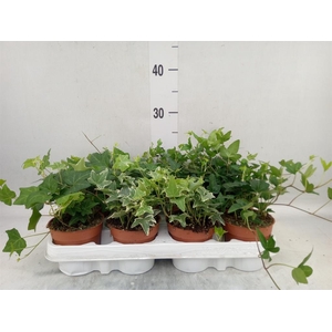 Hedera   ...mix