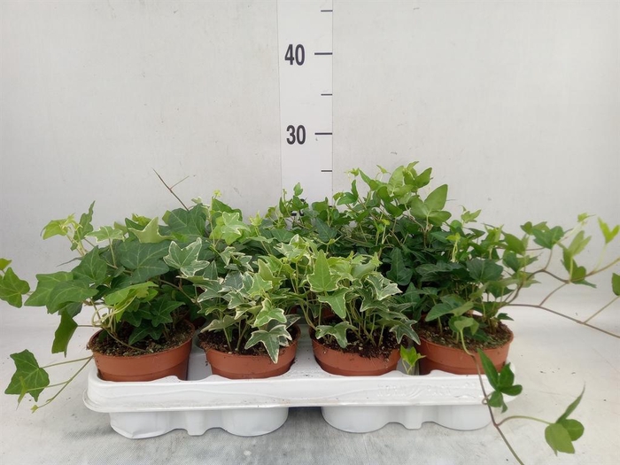 <h4>Hedera   ...mix</h4>