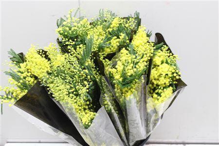 <h4>Mimosa Mirandole</h4>