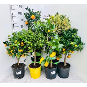 Citrus Mixed 3-5 Var. on stem