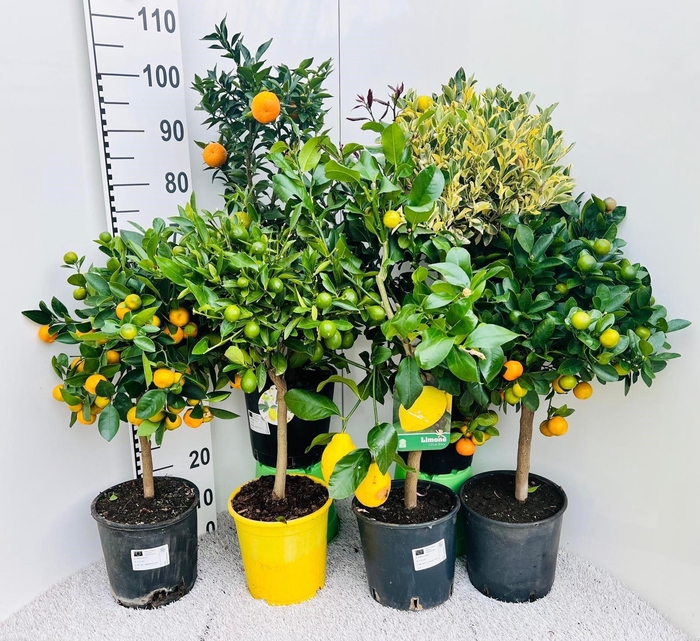 <h4>Citrus Mixed 3-5 Var. on stem</h4>