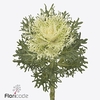 Brassica crane feather pure