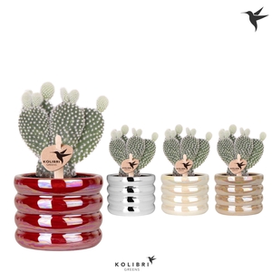 Kolibri Greens Opuntia white in Glow pot mix