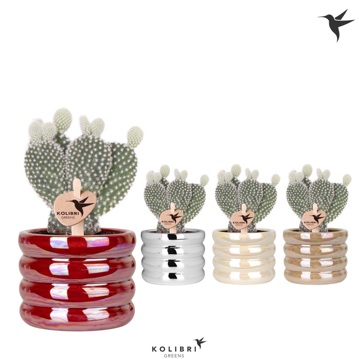 <h4>Kolibri Greens Opuntia white in Glow pot mix</h4>