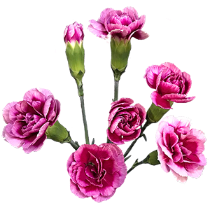 DIAN.TR. Royal Tessino