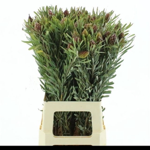 KAAPS GROEN