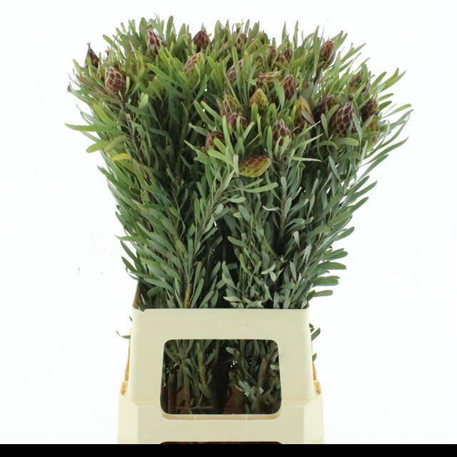 <h4>KAAPS GROEN</h4>