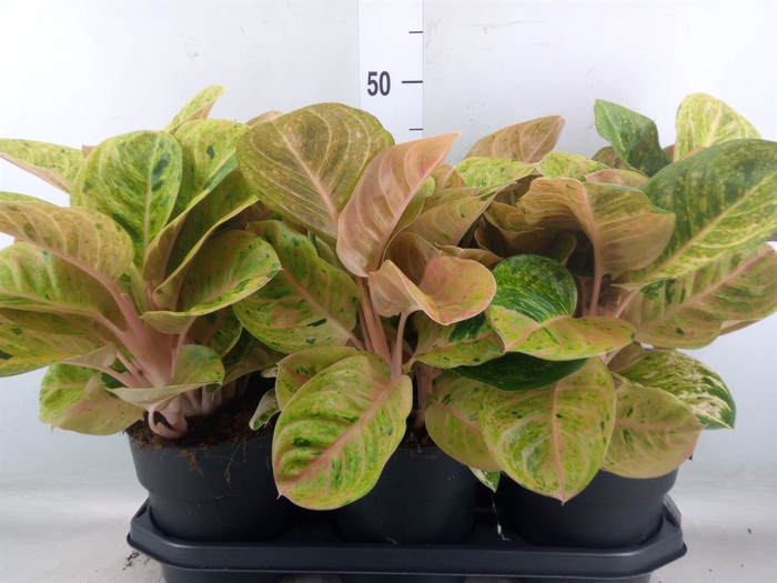 <h4>Aglaonema   ...</h4>