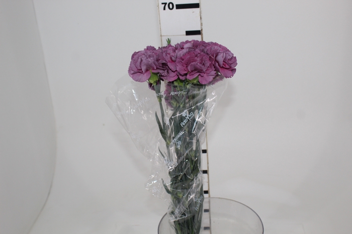 <h4>CRAVO HYPNOSIS 070 CM LILAS</h4>