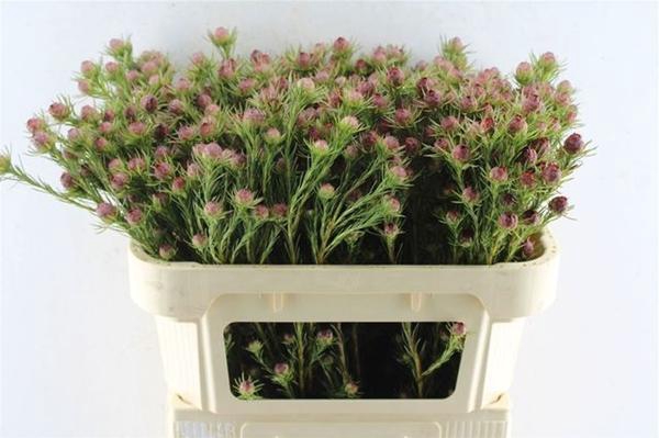 <h4>LEUCAD JUBILEE CROWN</h4>