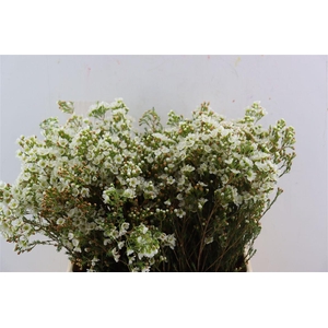 Cham White Dawn Pearl