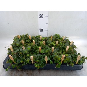 Sedum makinoi 'Kosmosje'