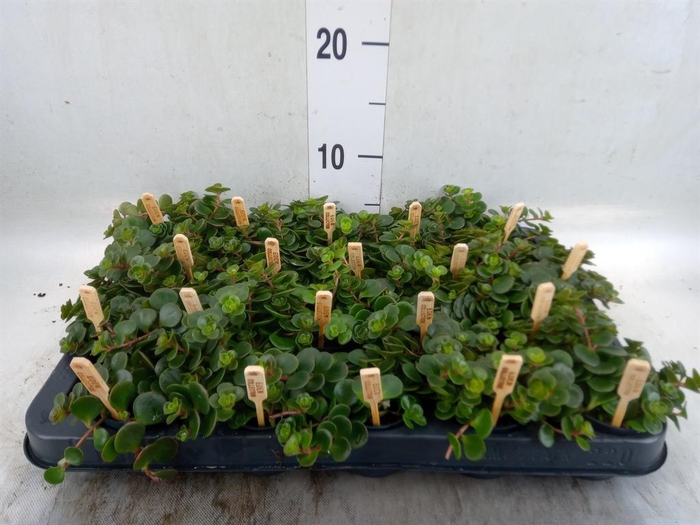 <h4>Sedum makinoi 'Kosmosje'</h4>