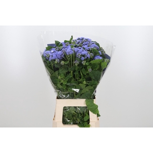 Ageratum Blue Horizon