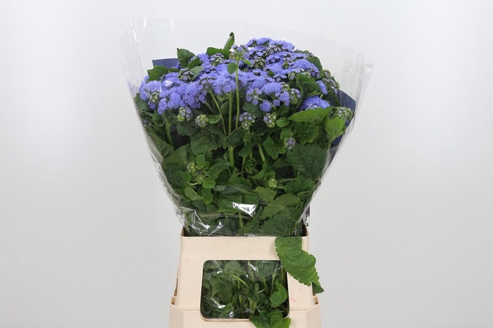<h4>Ageratum Blue Horizon</h4>