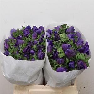 Anem Mistral Blue Extra