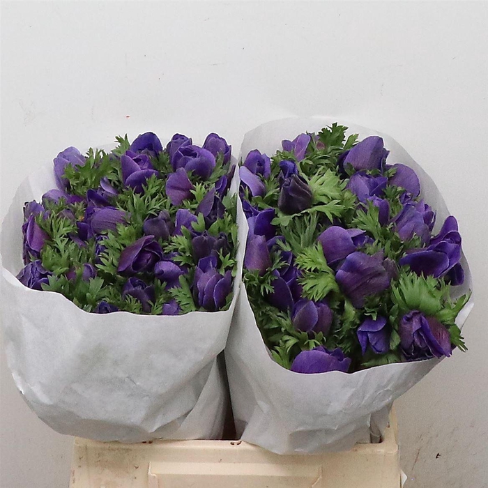 <h4>Anem Mistral Blue Extra</h4>