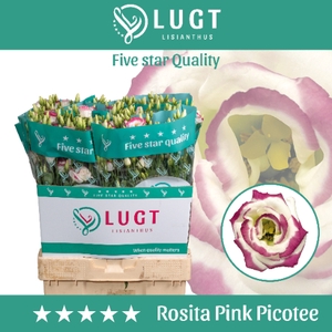 Lisianthus Rosita Pink Picotee