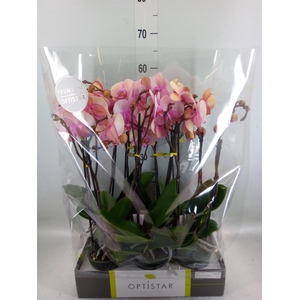 Phalaenopsis   ...rose