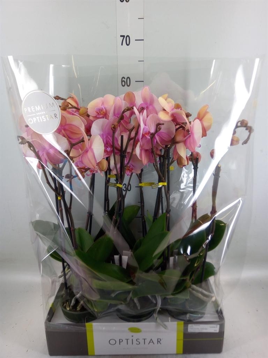 <h4>Phalaenopsis   ...rose</h4>