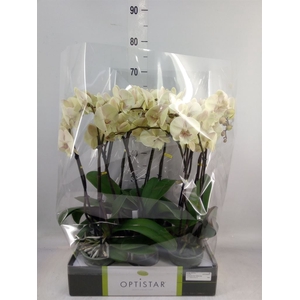 Phalaenopsis   ...yellow