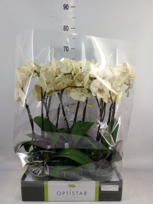 <h4>Phalaenopsis   ...yellow</h4>