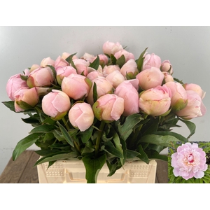 PAEONIA PECHER PAEO L NOEMI DEMAY